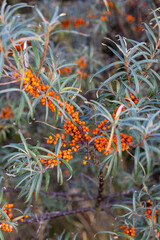 Fototapeta premium Sea buckthorn berries growing on shrub in autumn