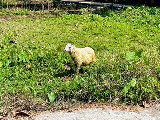 A single, fluffy light-colored sheep stands alert and looks to the left within a lush, overgrown green field, bathed in bright daylight. A glimpse of a dirt path is at the bottom. © Dimas Andi Juliawan