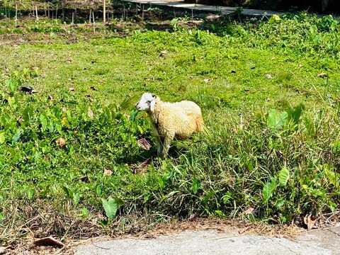 A single, fluffy light-colored sheep stands alert and looks to the left within a lush, overgrown green field, bathed in bright daylight. A glimpse of a dirt path is at the bottom.