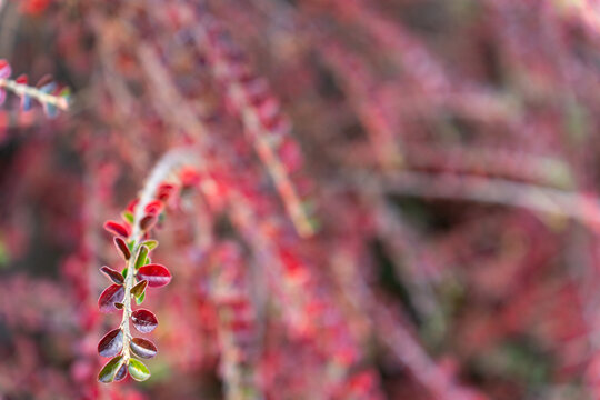 cotoneaster horizontalis close up branches with red berries and green leaves