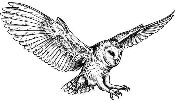 Dynamic Flying Barn Owl Black Ink Line Art Bird Vector Illustration