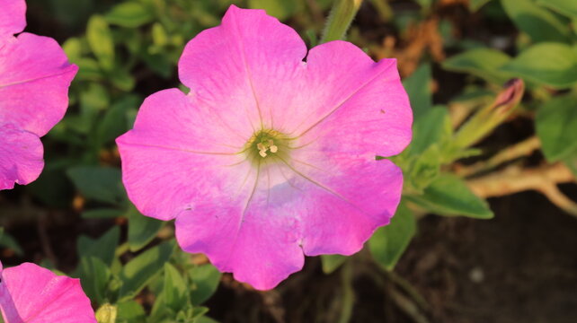 Beautiful Light Pink Petunia Flower | Stunning Pink Petunia Bloom | Garden Flower Beauty