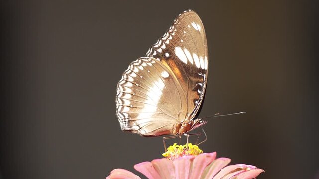 Macro shot of a Great Eggfly butterfly resting on a vibrant pink zinnia flower against a soft dark background in a natural garden setting.