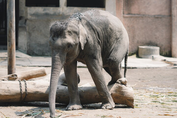 baby elephant eating © Hanif