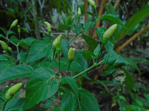 Siling Labuyo Bird's Eye Chili Plant with Fresh Green Peppers Growing Outdoor