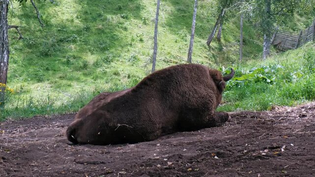Video of European Bisons or Bison bonasus lies in a forest clearing in Altai natural environment.