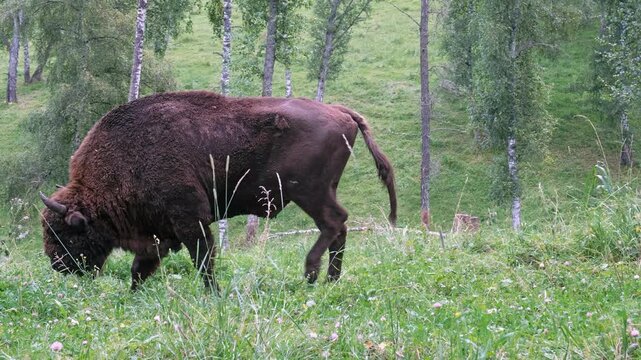Video of European bisons or Bison bonasus in Altai walking through a birch grove.