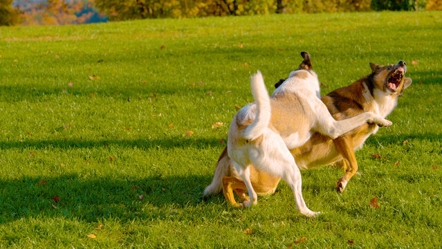 White mixed breed dog jumps into a spirited play bout with brown companion on green grass. Raised paw, open mouth and showing teeth emphasize the action and energy of this playful moment in the garden