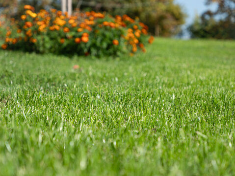 CLOSE UP, DOF, LOW ANGLE VIEW: Cut green grass in sharp sunlight, with soft orange autumn foliage blurred across the background. Warm seasonal bokeh and a peaceful garden atmosphere in the countryside