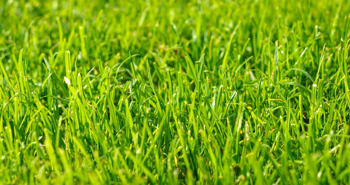 CLOSE UP, DOF: Freshly cut green grass glowing in bright autumn sunlight. Detailed view of dense texture, healthy and carefully manicured lawn with trimmed blades in a country garden in fall season.