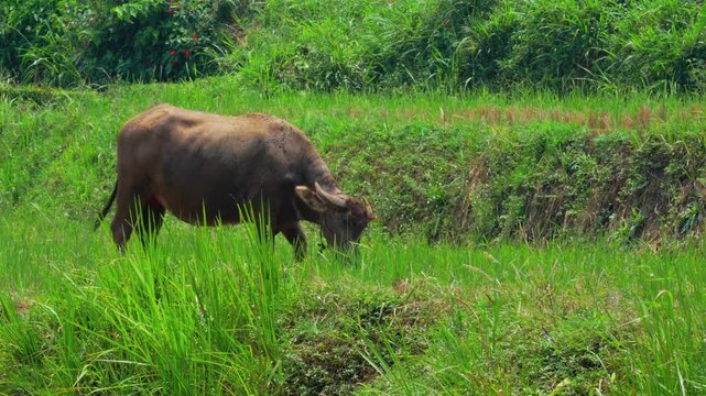 Water buffalo grazing in lush green rural field. Domestic Asian buffalo eating grass in tropical farmland meadow. Traditional agricultural livestock in natural outdoor landscape.