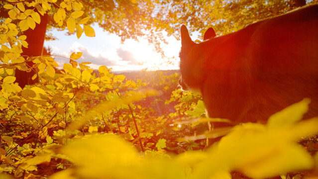 LENS FLARE: Energetic shepherd dog runs through colorful autumn forest at sunset, surrounded by glowing yellow changing leaves. Freedom, joy and motion in a vibrant natural setting of fall season.