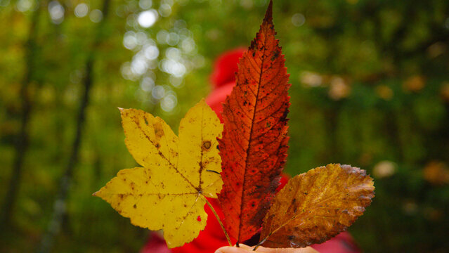DOF, CLOSE UP: Bouquet of yellow, red and brown autumn leaves held toward the camera in a deciduous forest. Unrecognizable walker collected vibrant fall foliage during a walk in the vibrant woods.