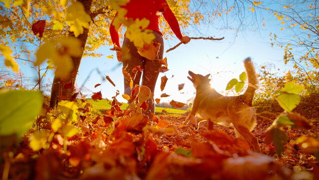 LENS FLARE, LOW ANGLE, DOF: Backlit view of a young woman walking through a colourful autumn forest with her energetic dog while holding a wooden stick. Playful activity with pet in golden light.