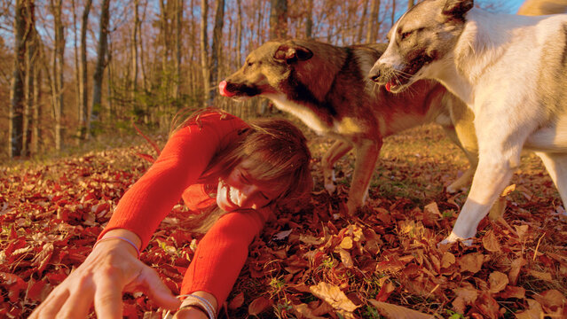 CLOSE UP: Playful young woman laughs while rolling through a carpet of fallen autumn leaves as her two dogs gather around her. Carefree moment of fun in warm golden light and colorful woodland setting