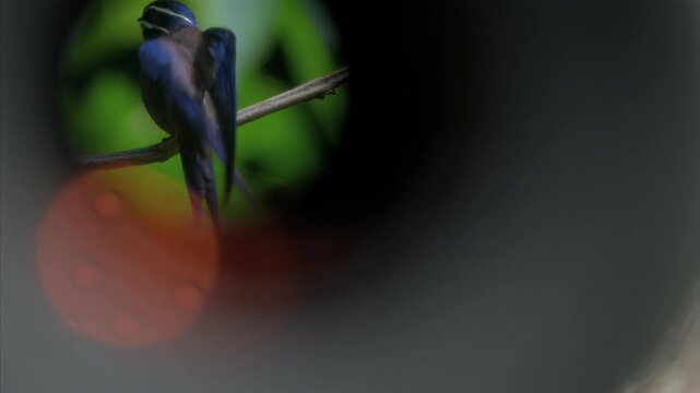 POV looks through a wildlife spotting scope in the Borneo jungle as a perched bird comes into view on a branch among green foliage.
