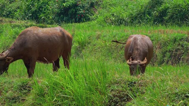 Two water buffaloes grazing in a lush green rural field. Muddy domestic bovines feeding on fresh grass in a tropical agricultural landscape under daylight.