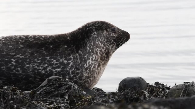Static close-up profile of harbour seal on kelp-draped rocks, whiskers lit against grey water, Ytri Tunga, Snaefellsnes