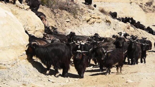 Herd of black mountain goats approaching the camera on an arid slope, Upper Mustang, Nepal