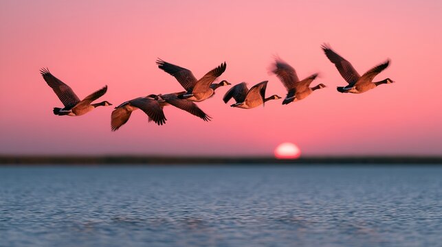 Canada geese flying in formation at sunset over calm lake water