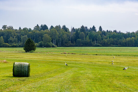 White storks foraging on green mown meadow with hay bale in foreground, European countryside nature landscape concept