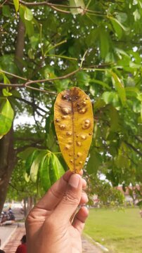 Close-up shot of a hand holding a yellow leaf covered in gall midge bumps, contrasting with the lush green tree it belongs to in the background. Shot in high-quality vertical 4K resolution.
