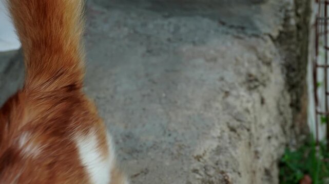 Orange and white bicolor cat exploring outdoors on a rough stone surface. The feline sniffs the ground and looks around curiously in natural daylight, showing typical domestic cat behavior.