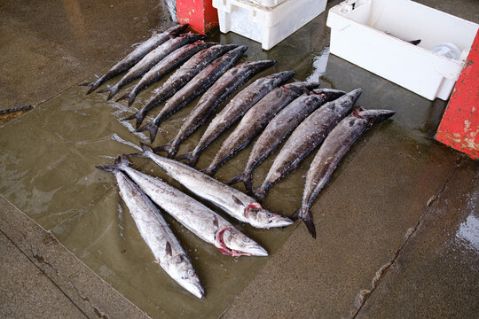 Fresh Snoek Fish Catch Laid Out on Wet Dock Floor