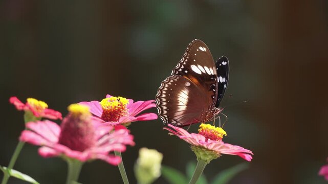 Beautiful brown butterfly perched on a vibrant pink zinnia flower in a sunlit garden, extracting nectar with wings partially closed, blurred dark background, nature close-up macro view.