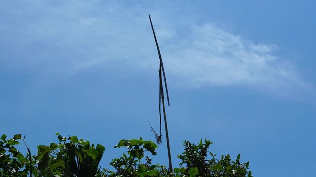 Traditional kinetic bamboo wind toy spinning on a tall pole against a bright blue sky, captured from below with lush tropical foliage in the foreground.