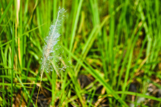 Soft white grass plume sways gently in breeze. Green blades frame the delicate, feathery head. Sunlight highlights fine filaments, creating a soft glow. Background grass is slightly blurred