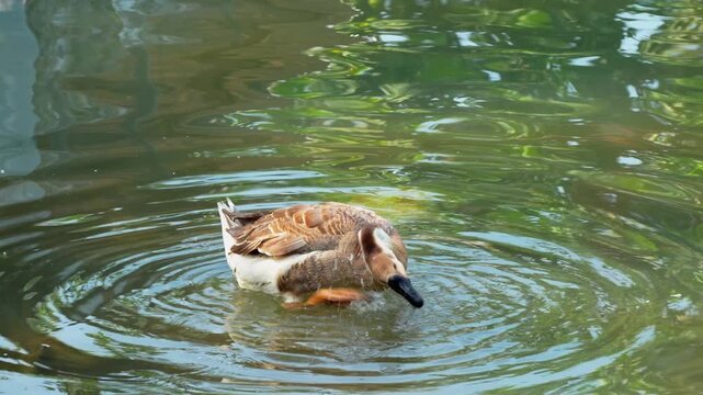 A brown and white goose swimming and preening its feathers in a calm pond with green water reflections, creating gentle circular ripples on the surface during a sunny day in a natural environment.