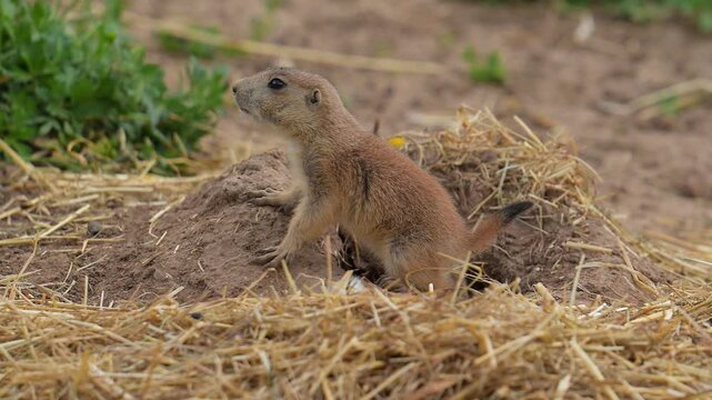 Schwarzschwanz-Pr&auml;riehund (Cynomy ludovicianus), erkundet aufmerksam seine Umgebung