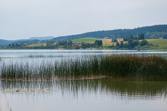 Lac de Saint-Point et grandes herbes dans le massif du Jura, pr&egrave;s de Pontarlier (Doubs, France).