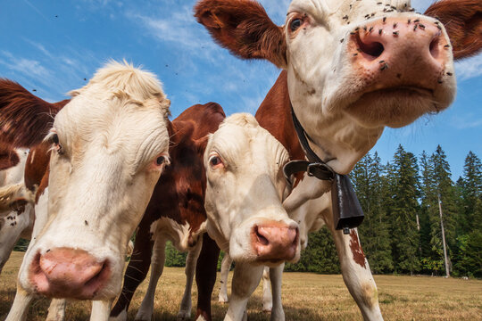 Des vaches montb&eacute;liardes vous d&eacute;couvrent dans le massif du Jura - France