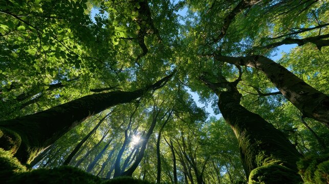 Looking up at lush treetops from the forest floor in Italy