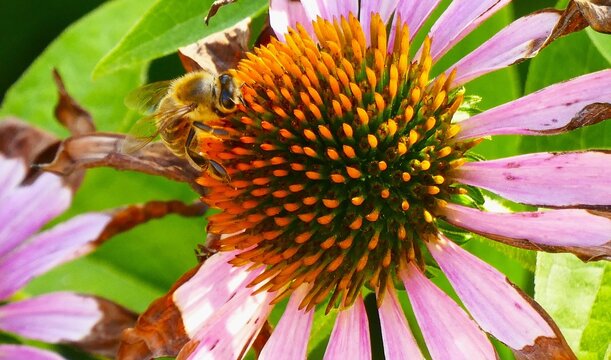 Bee collecting pollen on pink echinacea flower in the garden, close macro detail, bee and flower background