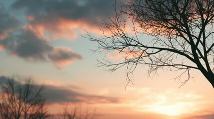 Fototapeta premium Tree silhouettes standing against a soft sunset sky creating a clean and elegant nature background. Perfect for commercial projects 