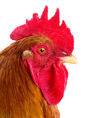 Rooster head close up portrait isolated on white background © fotomaster