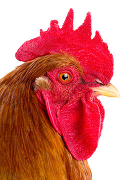 Rooster head close up portrait isolated on white background