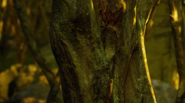 A close up view shows the texture of tree bark in a forest. The sunlight filters through the leaves, creating patterns on the bark. Shadows are long, indicating late afternoon.