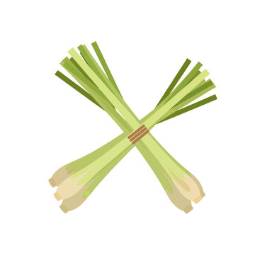 Two Bundles of Fresh Lemongrass Stalks Vector Illustration