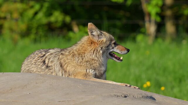 Kojote (Canis latrans), der liegend und aufmerksam seine Umgebung beobachtet