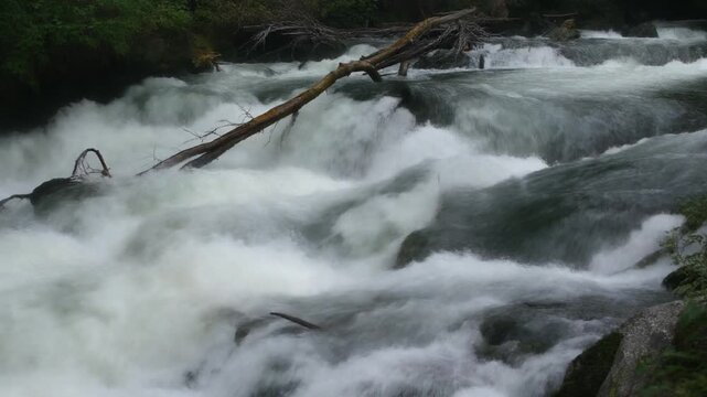 Whitewater chute rushing over rocks in a wild forest stream