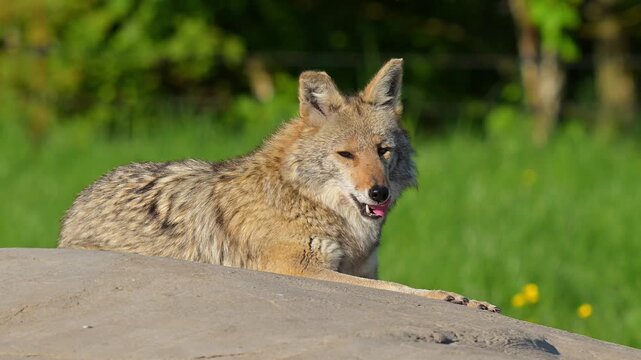 Kojote (Canis latrans), der liegend und aufmerksam seine Umgebung beobachtet