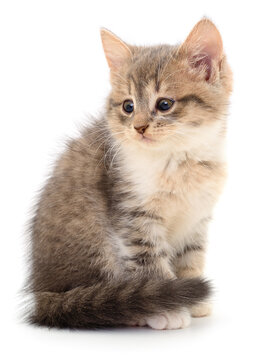 fluffy kitten sitting isolated on white background