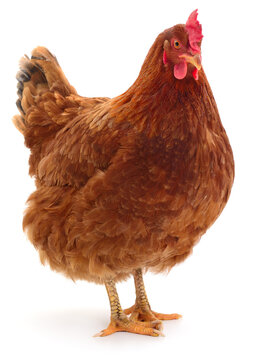brown hen standing isolated on white background