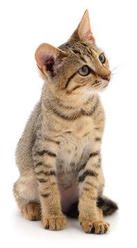 tabby kitten sitting isolated on white background