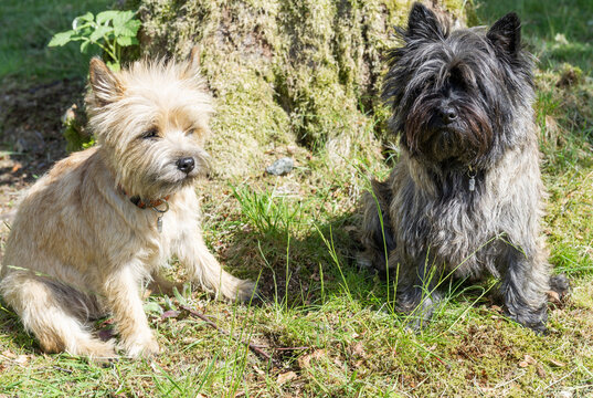 Zwei Cairn Terrier gemeinsam im Garten