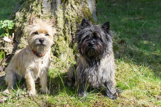 Zwei Cairn Terrier im Garten